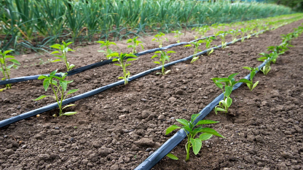 How to Integrate Technology With Traditional Farming